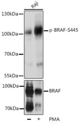 Western Blot: B-Raf [p Ser445] AntibodyBSA Free [NBP3-05377]